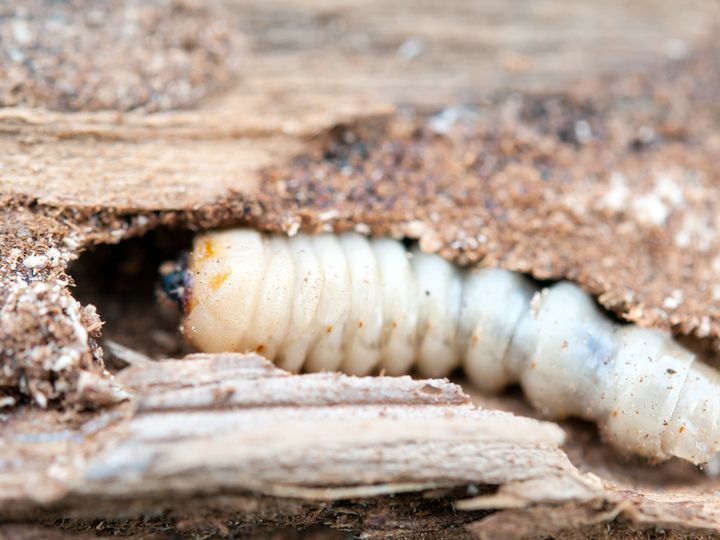 Larva de carcoma dentro de una galería en la madera