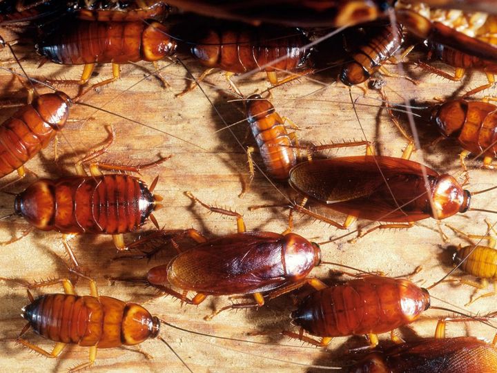 Un grupo de cucarachas rojizas sobre una superficie de madera