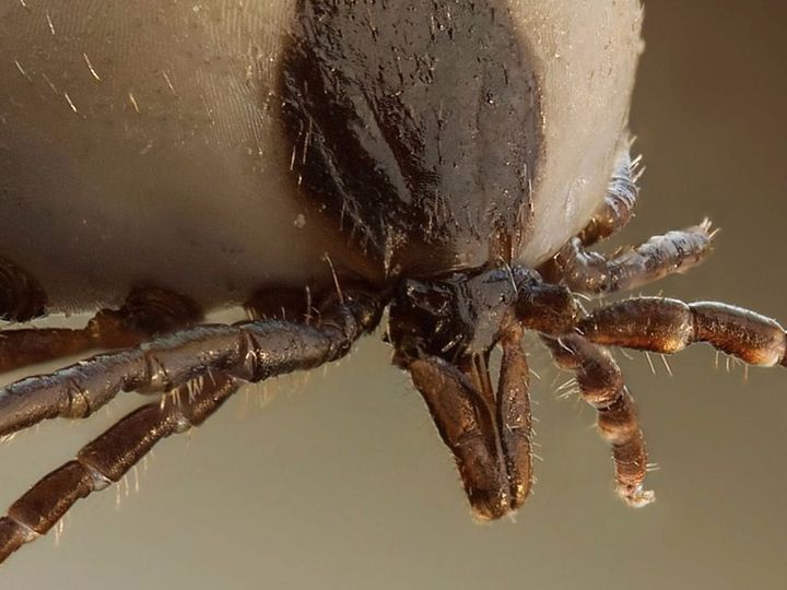 Primer plano de una garrapata vista desde abajo