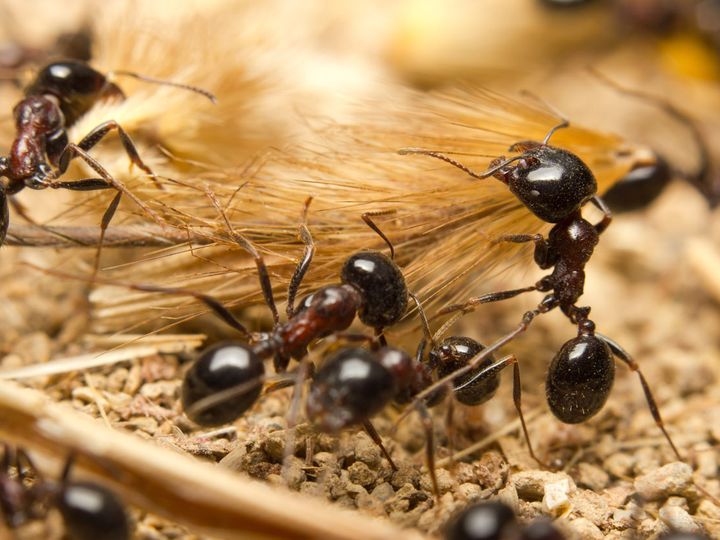 Hormigas negras sobre tierra seca y briznas de paja