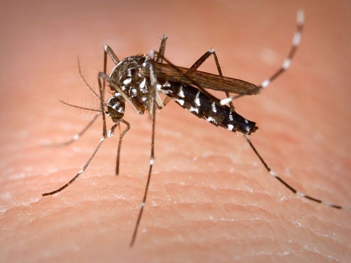 Un mosquito tigre con rayas blancas y negras sobre la piel