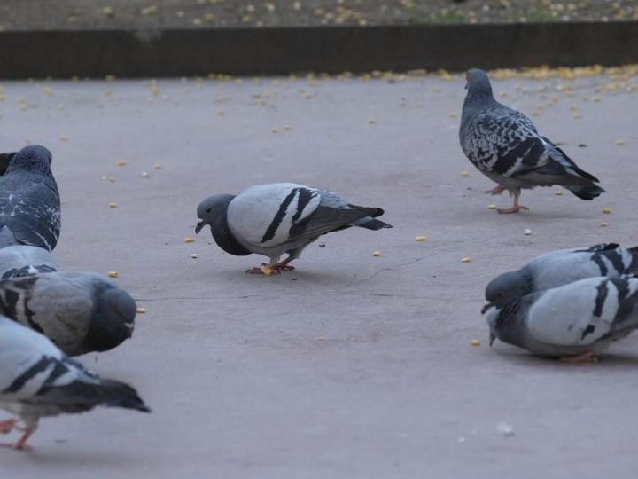 Un grupo de palomas picoteando en una plaza