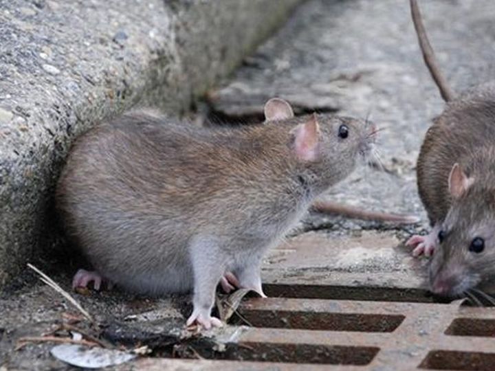 Dos ratas junto a una reja de desagüe