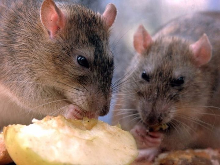 Dos ratones comiendo un trozo de manzana