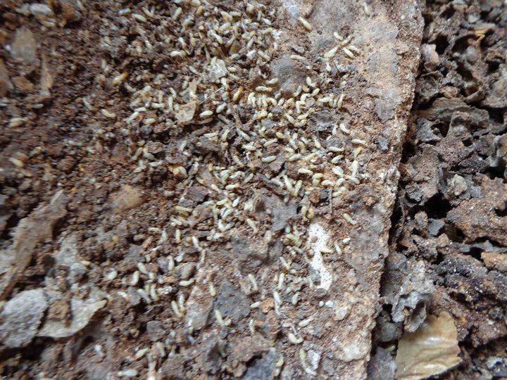 Muchas termitas pálidas sobre tierra y madera