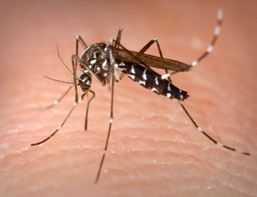 ¿Por qué hay tantos mosquitos en verano?