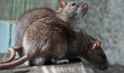 plaga de ratas